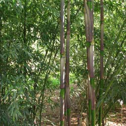 Bamboo Phyllostachys decora